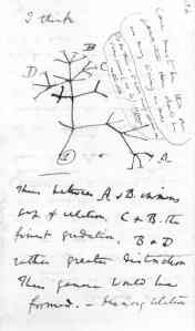 Charles Darwin's tree of life sketch